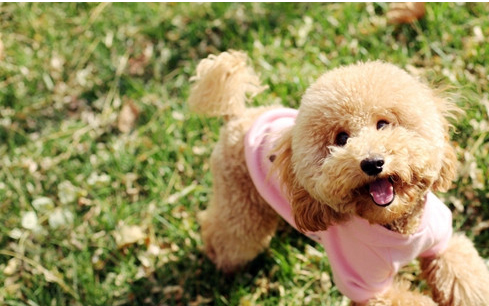 泰迪犬 (26).jpg
