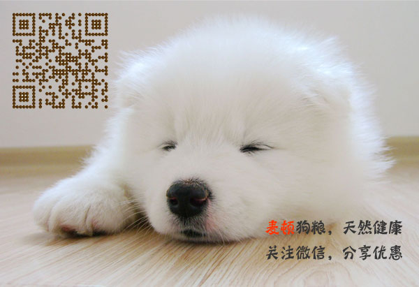 薩摩耶1.jpg