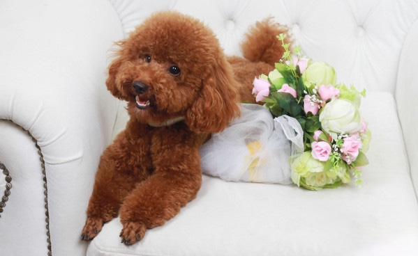 泰迪幼犬的喂養方法