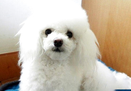 貴賓犬