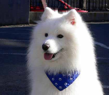 薩摩耶犬