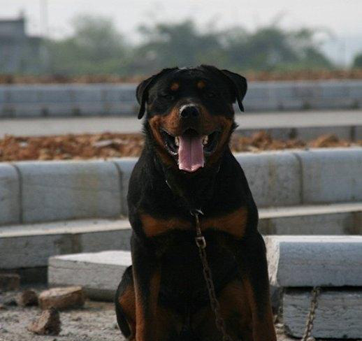 羅威納犬