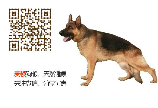 德牧1.jpg