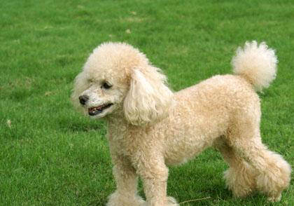 貴賓犬