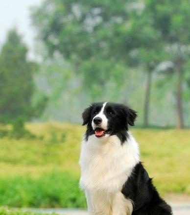 邊境牧羊犬