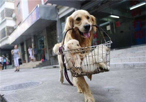 金毛犬