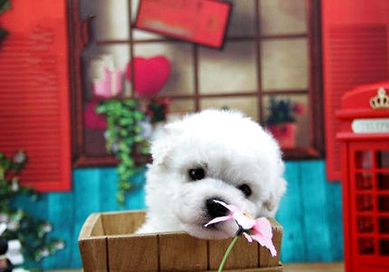 比熊犬