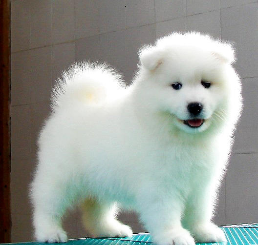 薩摩耶犬