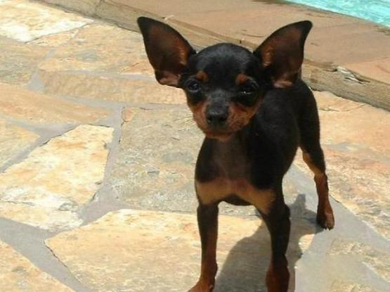 小鹿犬
