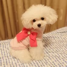 寵物狗泰迪犬