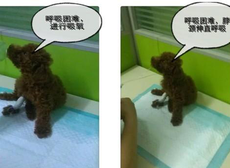 泰迪犬