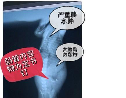 腸道內有異物