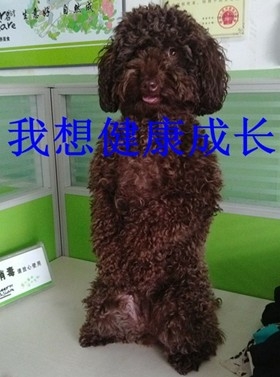 泰迪犬