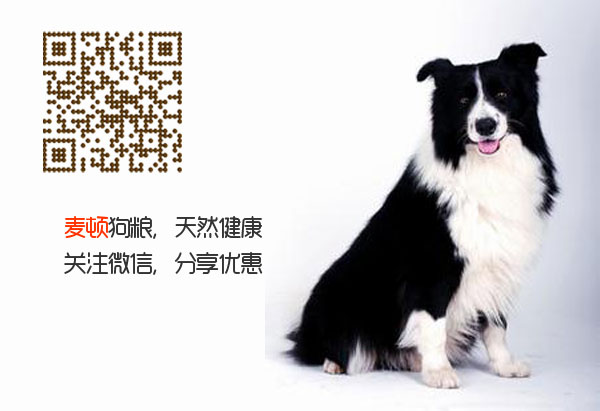 邊牧.jpg
