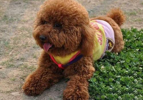 泰迪犬