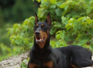 杜賓犬