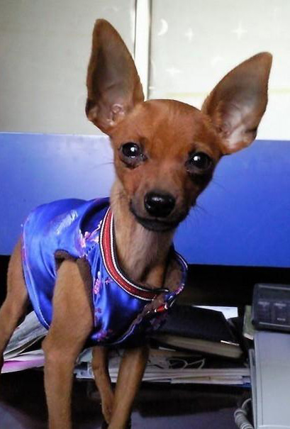 標准體型的小鹿犬