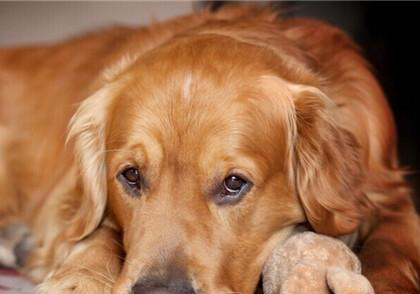 金毛犬