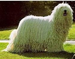 匈牙利牧羊犬好不好