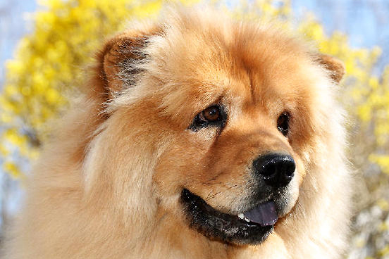 松獅犬