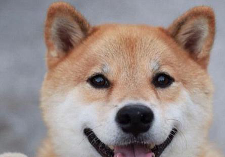 柴犬