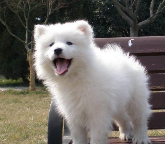 薩摩幼犬