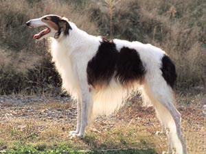 蘇俄獵狼犬皮膚病