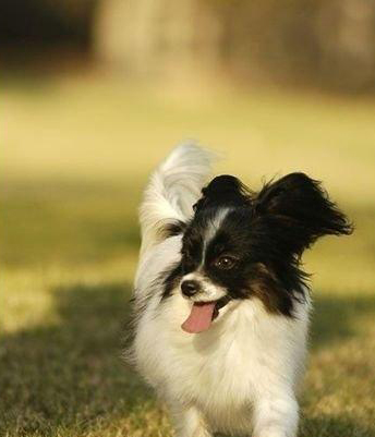 蝴蝶犬