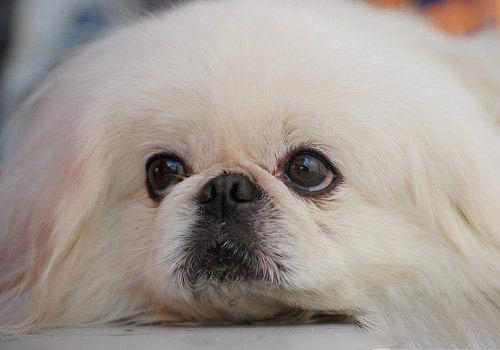 北京犬