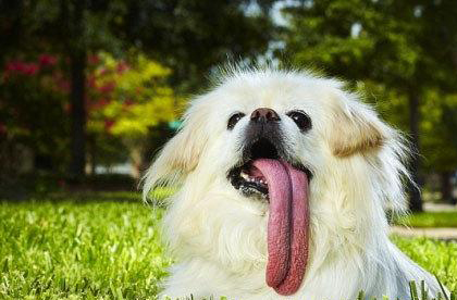 哈巴犬