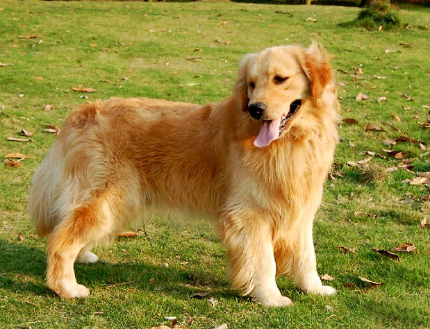 金毛犬
