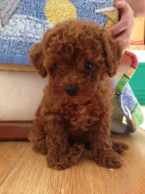 泰迪犬