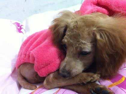 泰迪犬