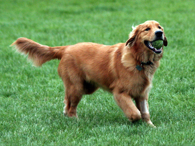 金毛犬.jpg