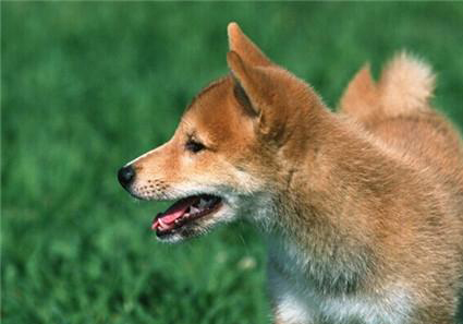 柴犬