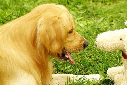 讓金毛犬學會安靜