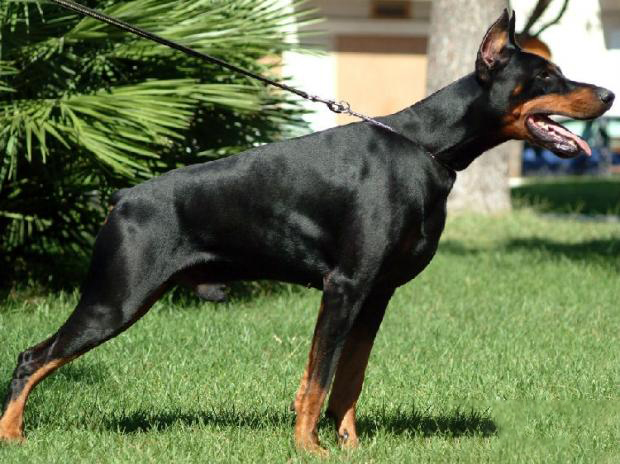 杜賓犬