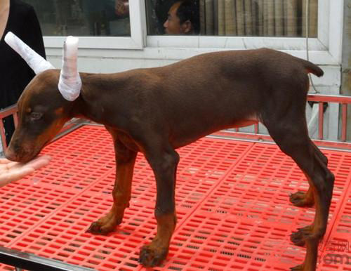 杜賓犬