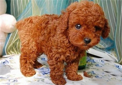 貴賓犬