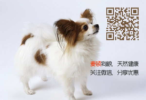 蝴蝶犬.jpg