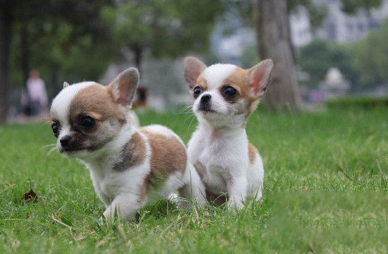 如何飼養好吉娃娃犬