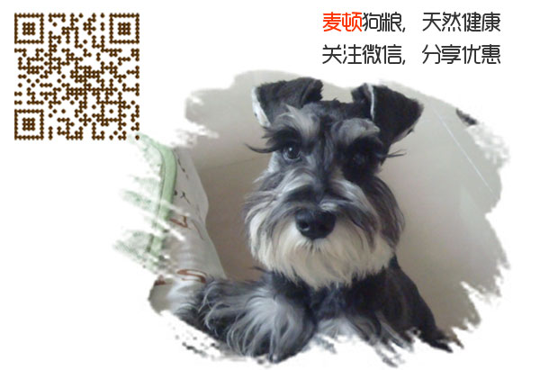 雪納瑞1.jpg