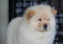 哪些蔬菜松獅不能吃 松獅犬養護常識
