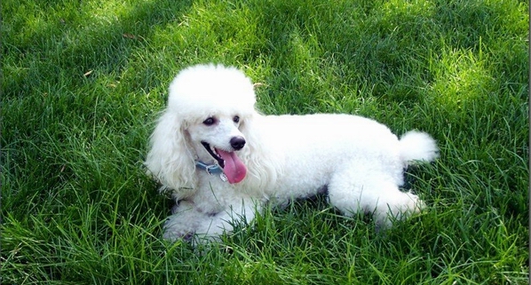 貴賓犬不吃東西怎麼辦