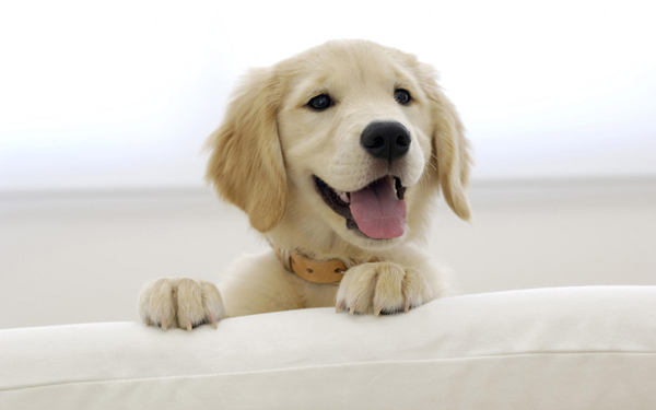 場地對金毛犬的影響