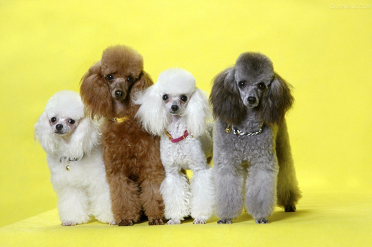 貴賓犬怎麼喂養