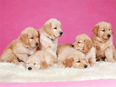 金毛犬.jpg