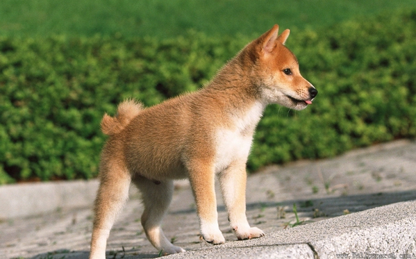 造成柴犬眼睛紅腫的原因