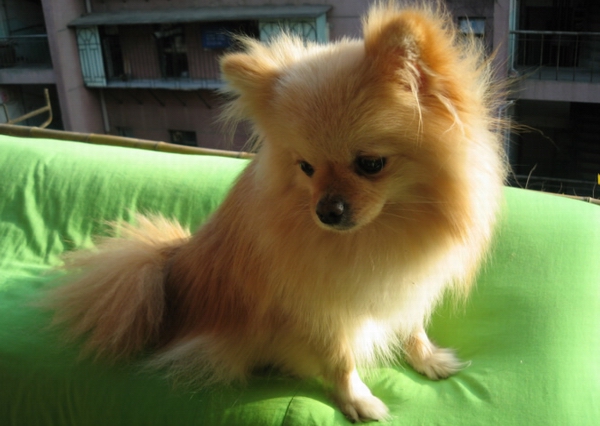 養博美犬注意事項