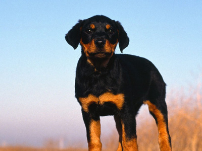 羅威納犬.jpg